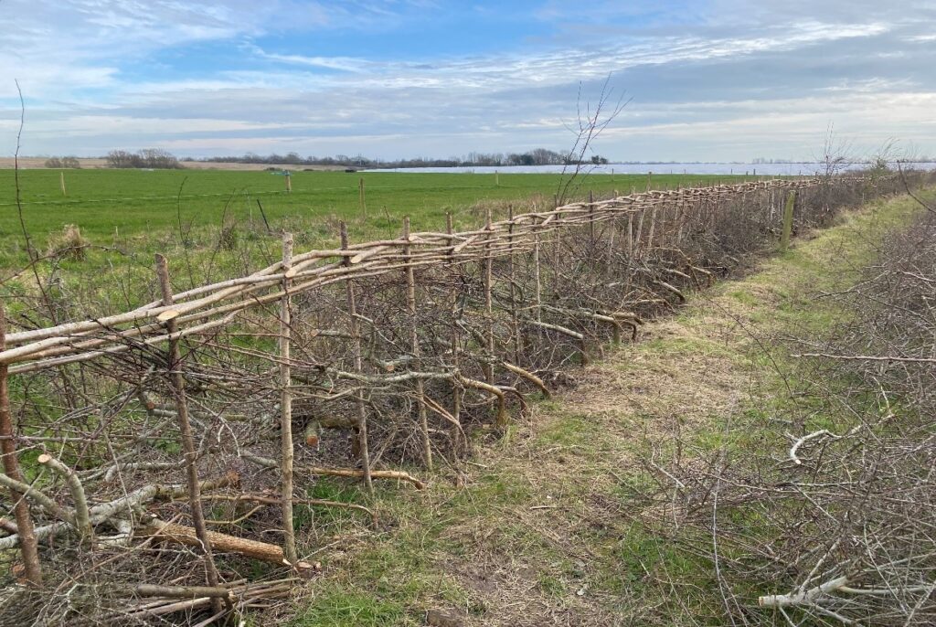 Hedge laying at Woodhorn Farm