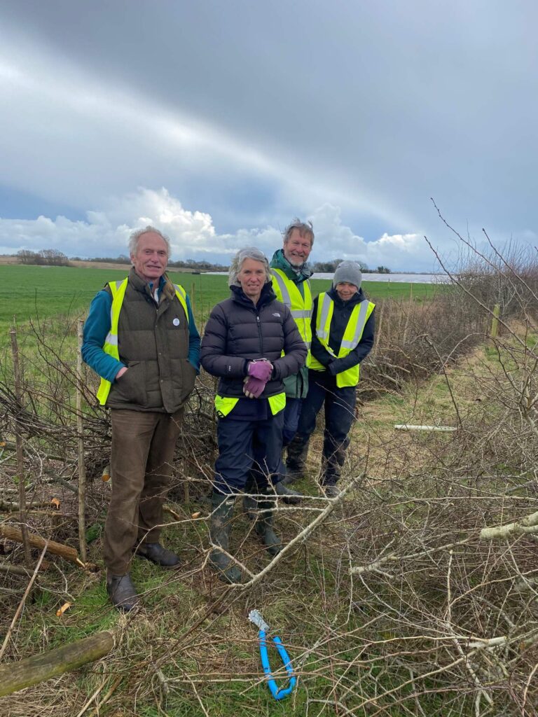 Hedge Laying