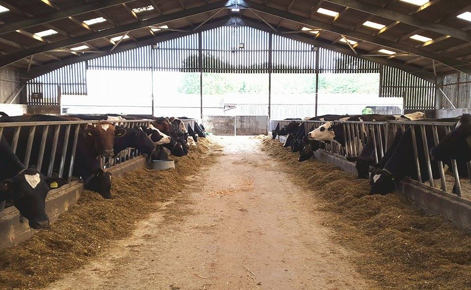 cows in farm shed